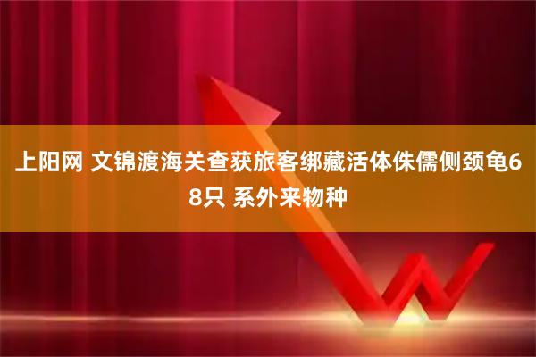 上阳网 文锦渡海关查获旅客绑藏活体侏儒侧颈龟68只 系外来物种